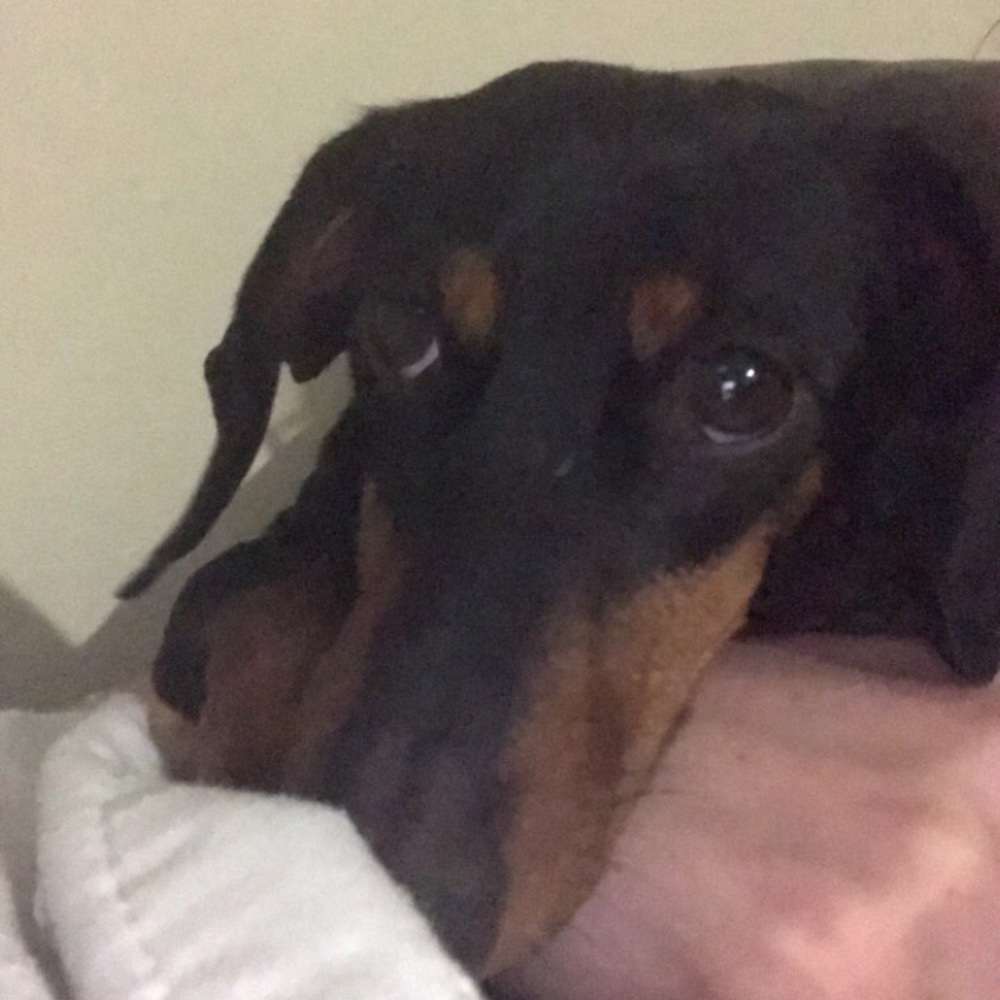 Meet your Posher, Baylee